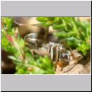 Formica - Serviformica - cf Formica fusca, frisch geschluepfte Arbeiterin 6-7mm 01b.jpg